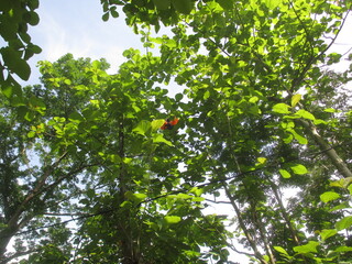 a collection of hot air balloons stuck in the trees