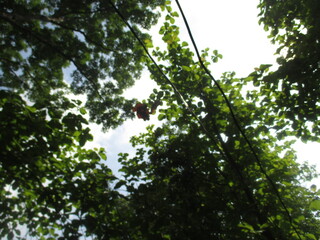 a collection of hot air balloons stuck in the trees