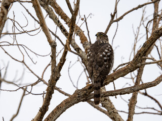 Cooper's hawk perched in tree