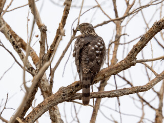 Cooper's hawk perched in tree