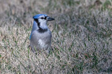 Closeup of a blue jay standing in the grass.