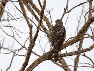 Cooper's hawk perched in tree