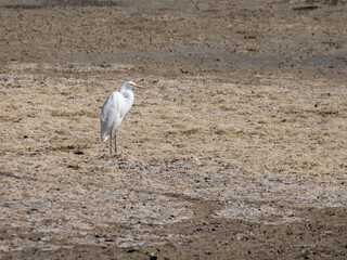Great egret in dried basin
