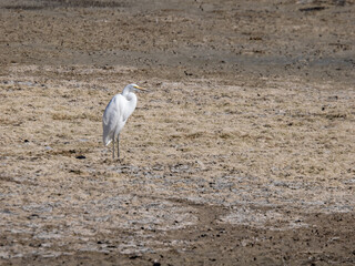 Great egret in dried basin