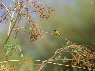 Lesser goldfinch perched on a branch