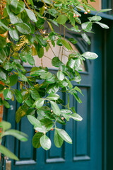 Lush green leaves gracefully draping over a dark blue door in a cozy urban setting