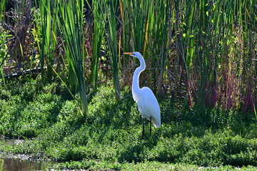 watchful White Great Egret waits patiently for food, Terra Ceia State Park, Palmetto, Florida