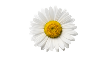 Single white daisy flower with yellow center isolated on transparent background
