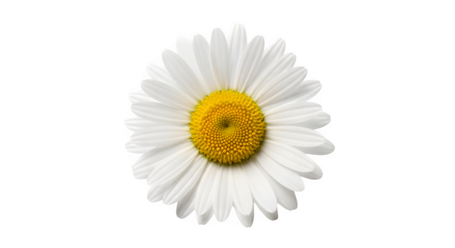 Single white daisy flower with yellow center isolated on transparent background - Powered by Adobe