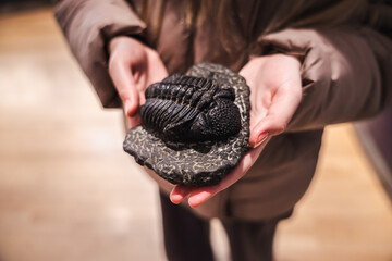 Hands holding a well-preserved trilobite fossil on a textured stone slab