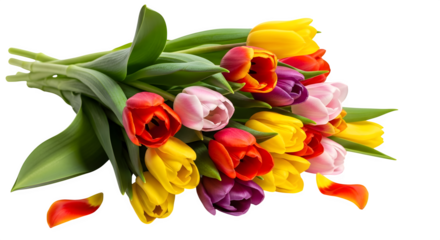 Colorful tulip bouquet isolated on transparent background for springtime and floral designs isolated on transparent background