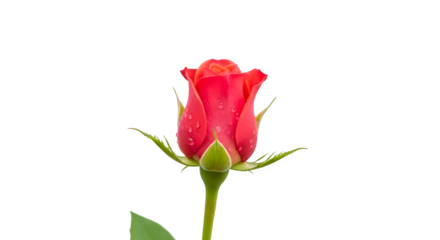 Elegant red rose bud with stem isolated on transparent background for design projects