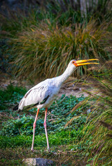 Yellow-billed stork (Mycteria ibis) standing in natural habitat. African wading bird with long legs and bright yellow beak in green environment. Wildlife photo of large African stork in the wild