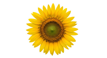 Fototapeta premium Vibrant yellow sunflower blossom with detailed center isolated on transparent background