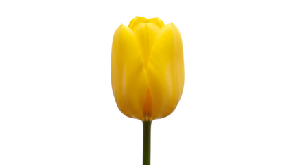Vibrant yellow tulip blossom isolated on transparent background for springtime designs