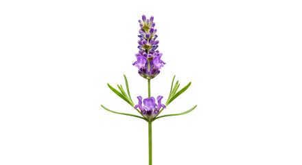 Obraz premium Single lavender flower stem with purple blooms isolated on transparent background