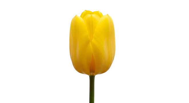 Vibrant yellow tulip blossom isolated on transparent background for springtime designs