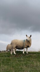 Sheep Fall Wildlife Farm Hiking England Ireland