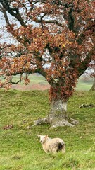 Sheep Fall Wildlife Farm Hiking England Ireland