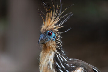 Hoatzin bird from the Amazon, seen in the wetlands of Madre de Dios and Tambopata, showing its brown feathers, blue face, red eyes, and tall crest while perched among tropical rainforest vegetation