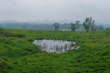 A peaceful landscape featuring a small natural pond surrounded by lush green grass, with misty hills and scattered trees in the background.