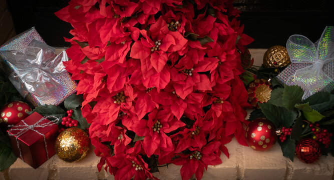 Poinsettias form a Christmas tree on a hearth on a fireplace.