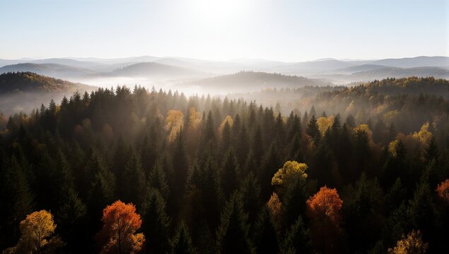 A breathtaking panoramic view of a dense evergreen forest with colorful autumn trees in the misty mountains at sunrise