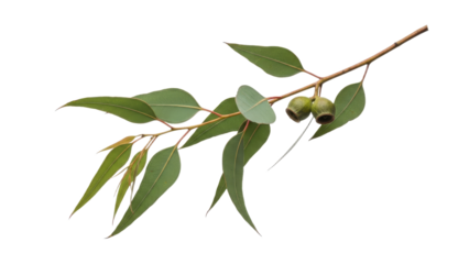 Eucalyptus branch with aromatic leaves and gumnuts conveying a sense of natural simplicity and botanical freshness