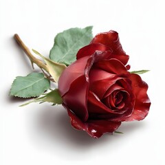 Elegant Red Rose with Green Leaves on a White Background