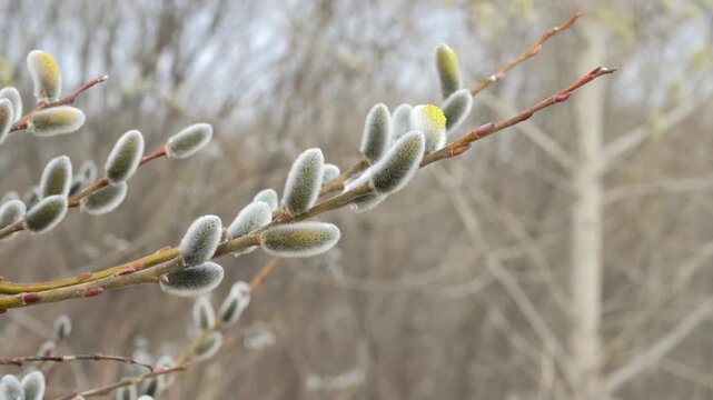 A spring willow branch is swaying in the wind.