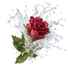 Beautiful Red Rose Surrounded by Splashing Water on White Background
