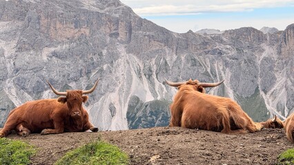 Scottish Cows, Highland Cows, Dolomites, Dolomiti, Northern Alps, Italian Alps