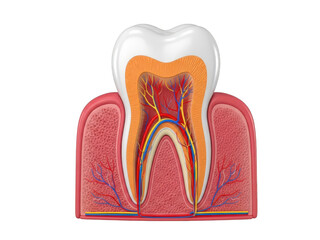 3d rendering of human molar tooth cross section showing enamel dentin pulp nerve and blood vessel structure isolated on transparent background