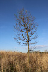 Single common hackberry tree in a field with brown grass in spring at the Linne Woods restored tallgrass prairie in Morton Grove, Illinois