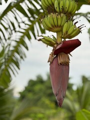 A close-up photograph of a banana blossom (banana heart) hanging beneath clusters of young green bananas on a tropical tree.