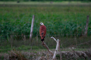Águila canela pescadora posada en ramas y árboles