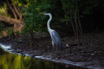 Garza mora (Ardea cocoi) en el rio Yacuma