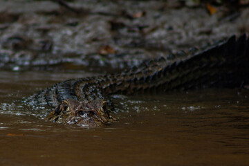 Caiman negro (Melanosuchus niger) y caiman yacare en el rio yacuma