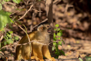 Monos titi de bolivia, Plecturocebus modestus endemico de bolivia y Saimiri boliviensis
