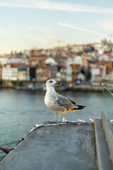 A seagull perched on a riverside railing in Porto, Portugal, overlooking the Douro River with the city’s colorful historic buildings softly blurred in the background. The warm evening light enhances t