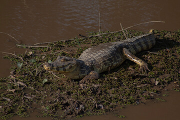 Caiman negro (Melanosuchus niger) y caiman yacare en el rio yacuma