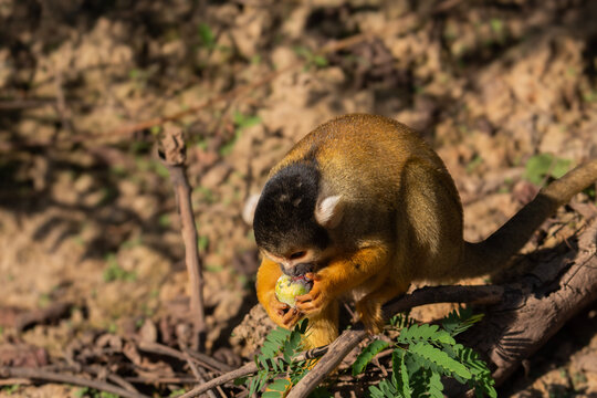 Monos titi de bolivia, Plecturocebus modestus endemico de bolivia y Saimiri boliviensis