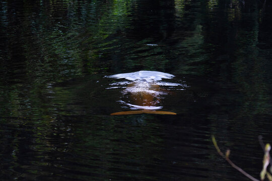 Inia boliviensis, delfines rosados nadando en el rio yacuma