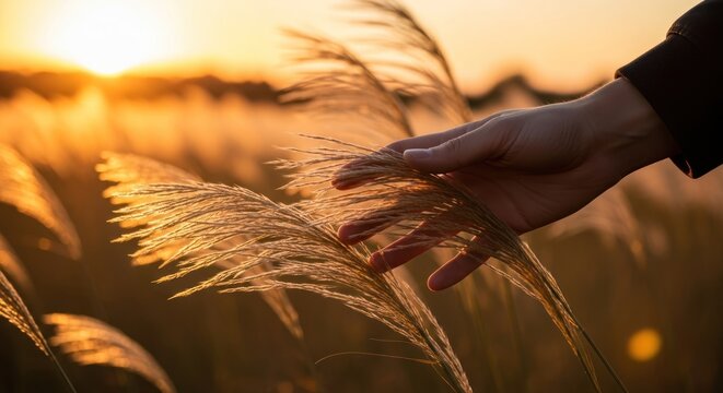 Hand gently touching tall grass in golden hour sunset light.