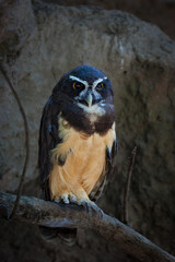 A spectacled owl (Pulsatrix perspicillata) in the national aviary of Colombia