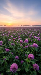 Fototapeta premium Vibrant Field of Red Clover Flowers at Sunrise.