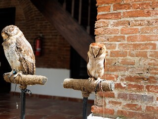 Two types of owls perched on a perch. These animals are nocturnal and wild, and are commonly kept by farmers to control rodents in their fields.