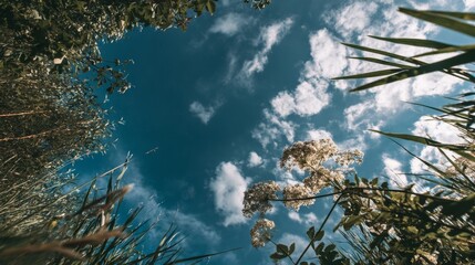 Scenic Low Angle View of Wildflowers, Grass, and Trees Against a Cloudy Blue Sky in an Outdoor Nature Environment on a Sunny Day