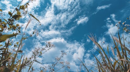  Serene Summer Meadow, Grass, Sky, Calm Nature Photography.