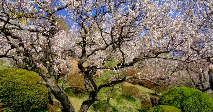 偕楽園の梅林　茨城県　パン映像
